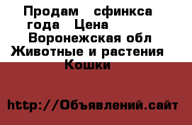 Продам   сфинкса 2 года › Цена ­ 4 000 - Воронежская обл. Животные и растения » Кошки   